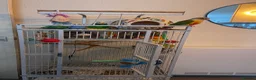 Conures birds for sale: Tamed Conure looking for a new home in London - Advert 6