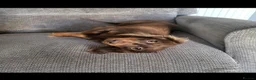 Dachshund dogs for sale: Miniature long haired  - Advert 14