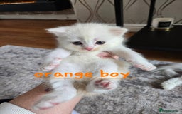 Mixed Breed cats for sale: Persian x kittens  - Image 3
