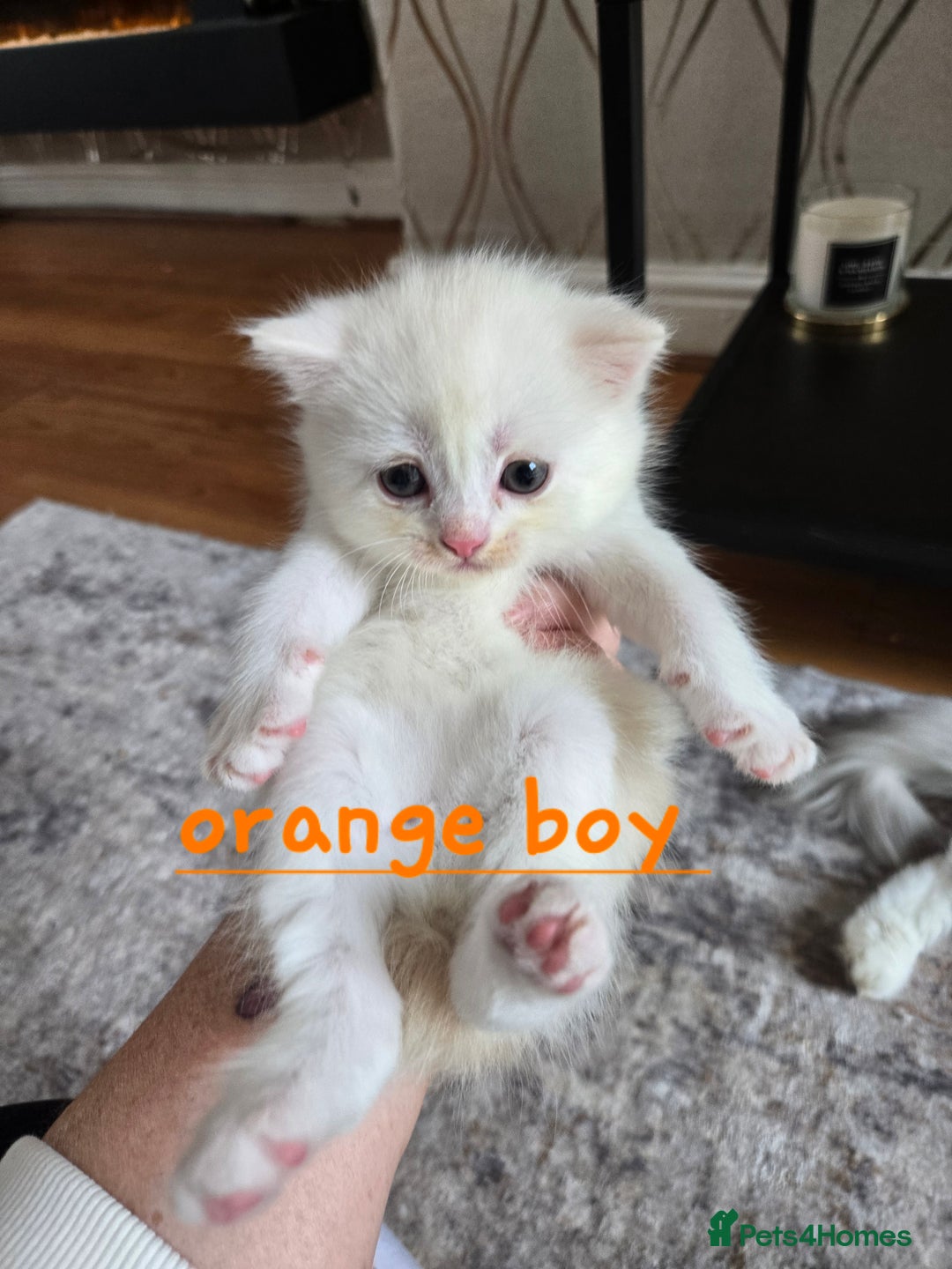 Mixed Breed cats for sale: Persian x kittens  - Image 3