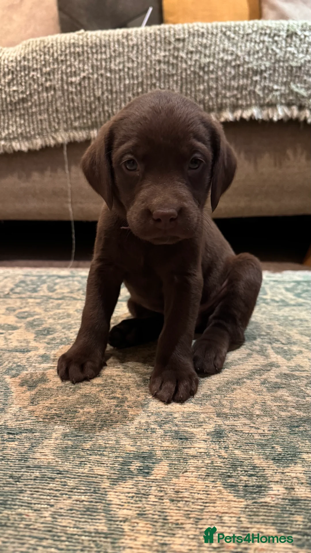 Labrador Retriever dogs for sale: Beautiful Chocolate and Yellow working Labradors  - Advert 27