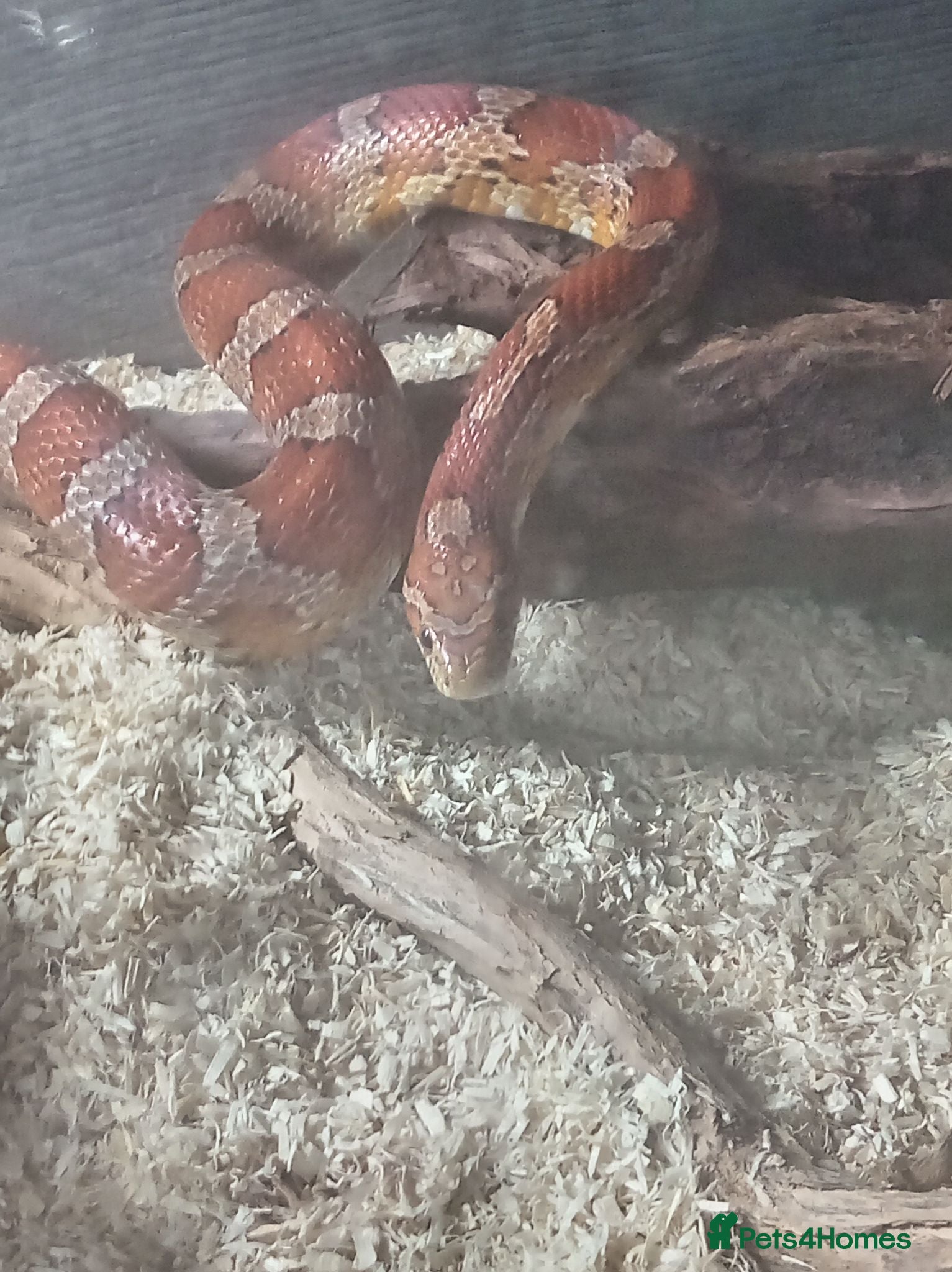 Corn Snake reptiles Timmy the friendly cornsnake tank enclosure  - Advert 2