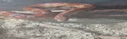 Corn Snake reptiles for sale: Timmy the friendly cornsnake tank enclosure  in Chelmsford - Advert 1