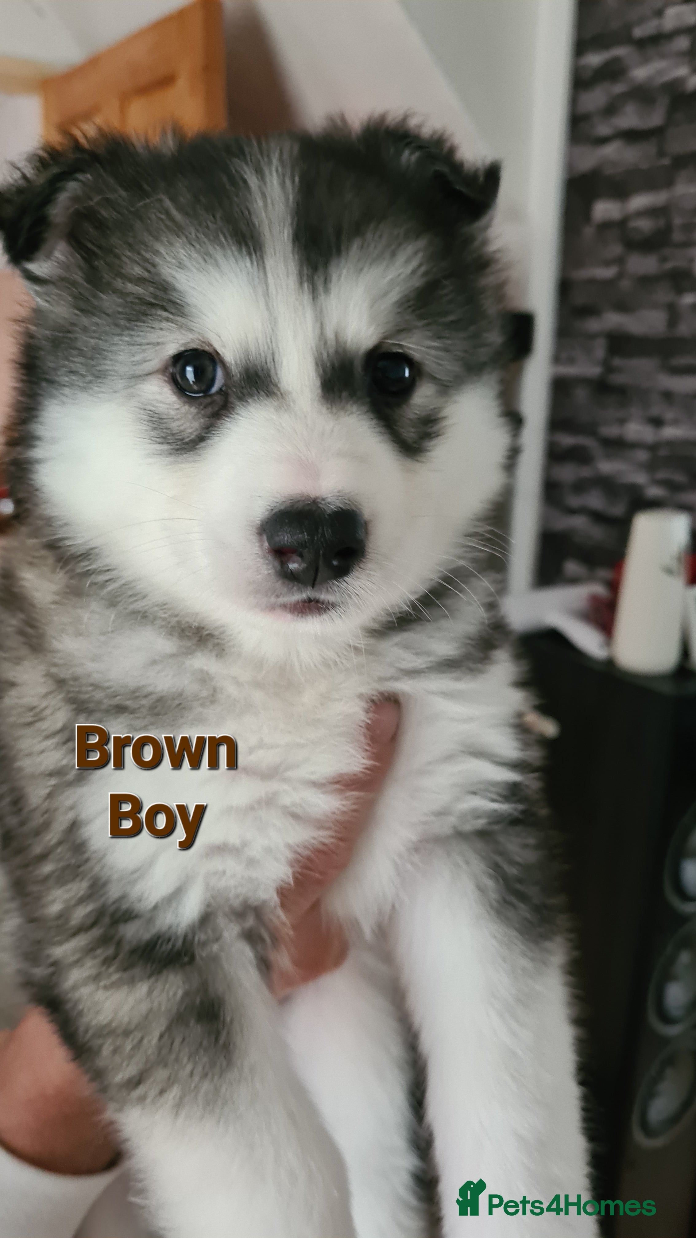 Siberian Husky dogs for sale: Urgent – 2 Siberian Husky Boy Looking for Homes - Advert 10