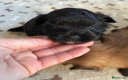 Mixed Breed dogs for sale: Stunning Toy Shihpoo Pom Puppies ready to reserve - Image 6
