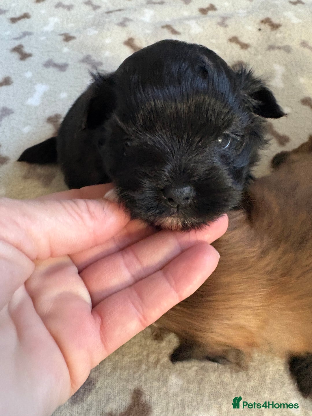 Mixed Breed dogs for sale: Stunning Toy Shihpoo Pom Puppies ready to reserve - Image 6
