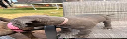 Cane Corso dogs for sale: Cane corso puppies for sale - Advert 21