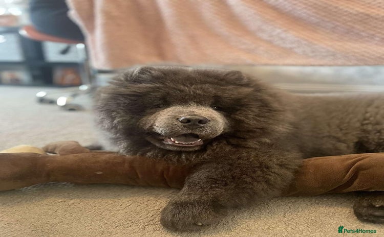 Chow Chow dogs - Advert 1