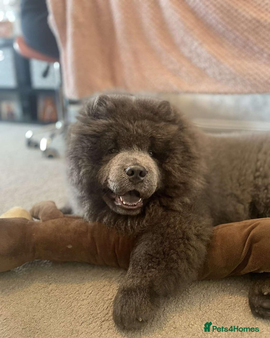 Chow Chow dogs for sale: Chow Chow Boy - Image 1