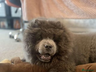 Chow Chow dogs - Advert 1