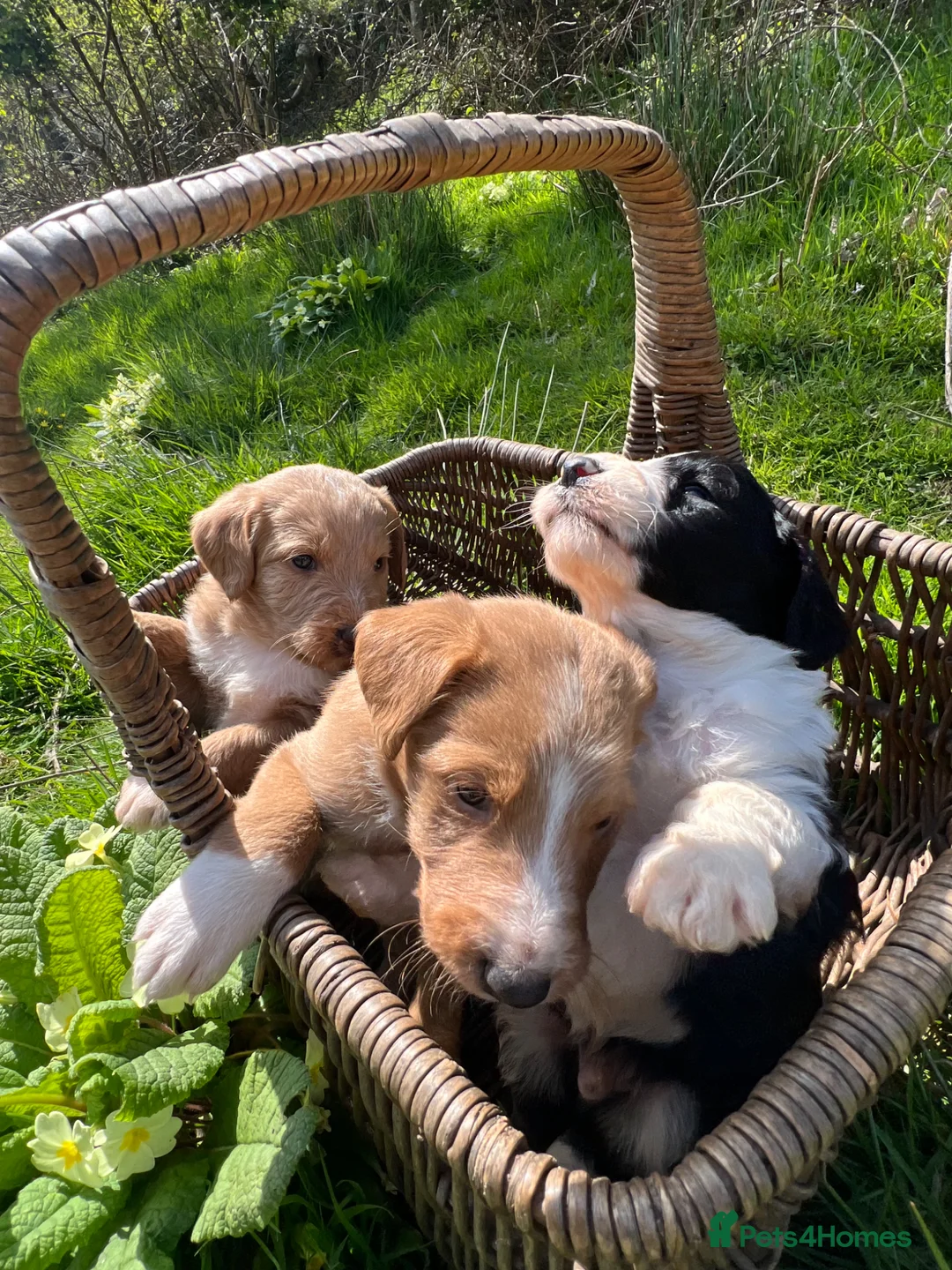 Bordoodle dogs for sale: Amazing collie-poos - Advert 1