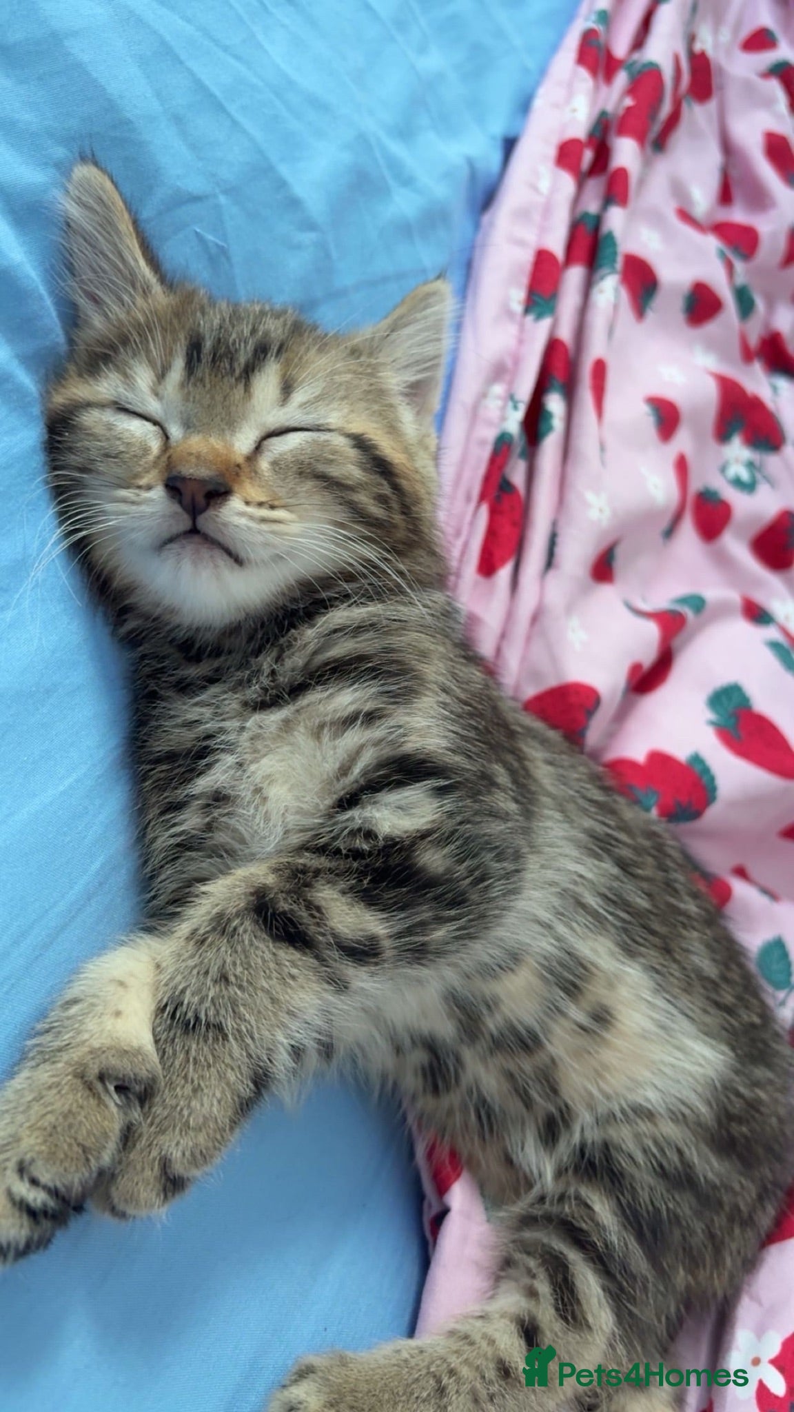 European cats Tabby cat for sale asap!!! - Advert 2