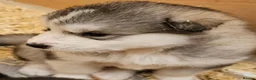 Alaskan Malamute dogs for sale: KC malamute puppies rare colours,exceptional lines - Advert 13