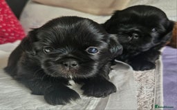 Shih Tzu dogs for sale: Imperial Shih tzu Puppies - Image 2