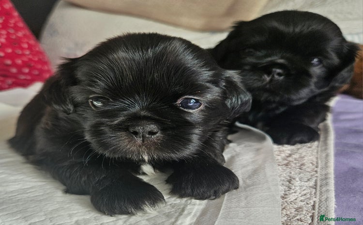 Shih Tzu dogs - Advert 11