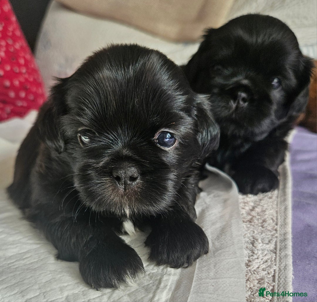 Shih Tzu dogs for sale: Imperial Shih tzu Puppies - Image 2