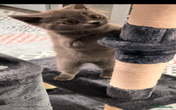 British Shorthair cats for sale: Gorgeous Pure British Shorthaired Kittens  - Image 4