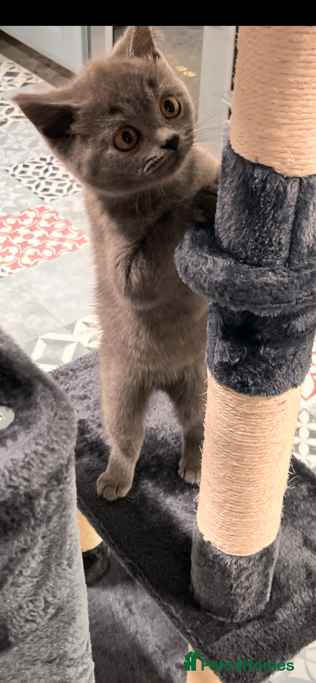 British Shorthair cats for sale: Gorgeous Pure British Shorthaired Kittens  - Image 4