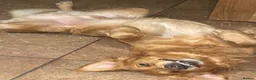 Golden Retriever dogs for stud: KCReg Proven Gorgeous Golden Retriever  - Advert 11
