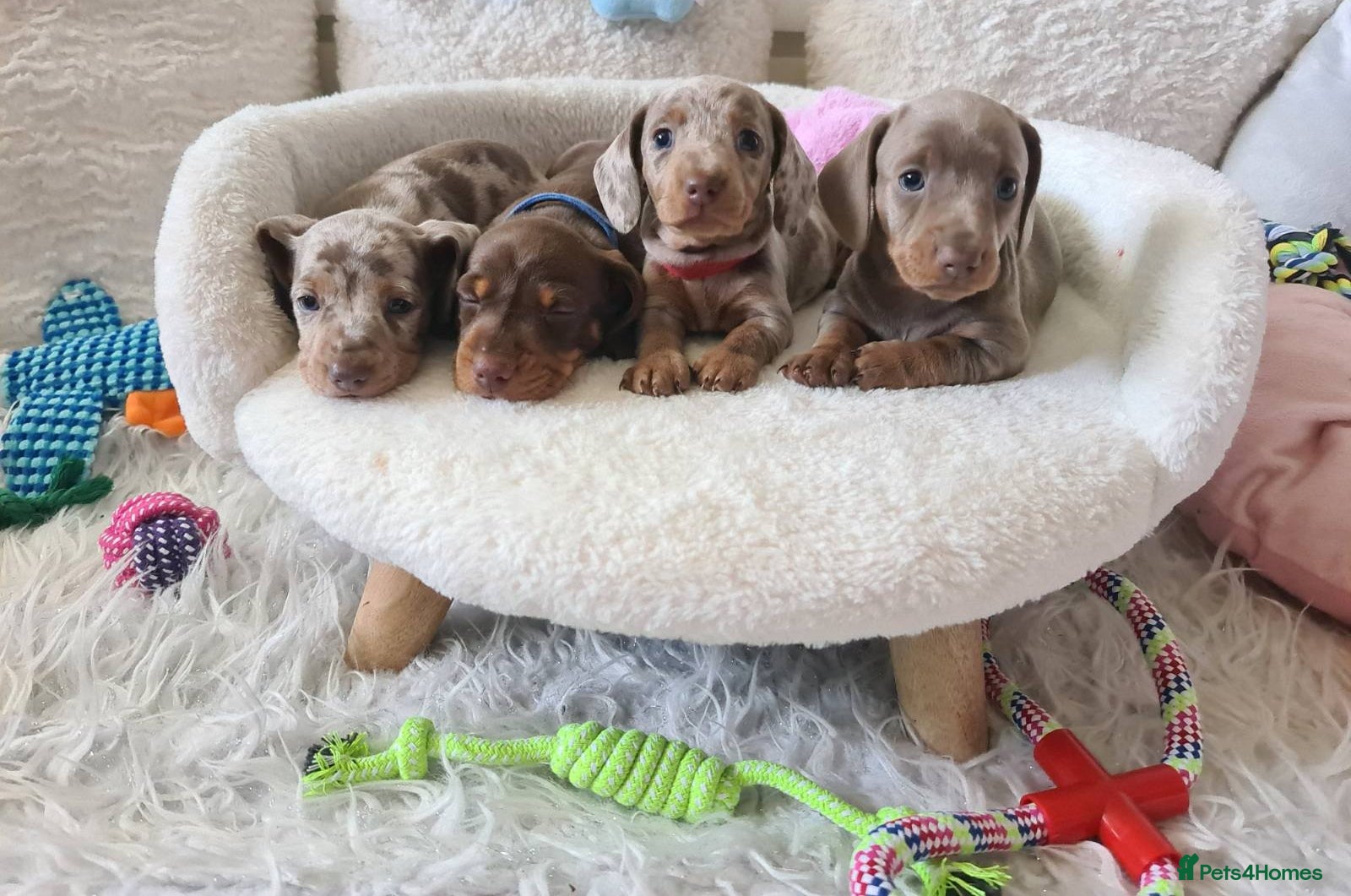Dachshund dogs KC miniature smooth haired DNA tested dachshunds  - Advert 2