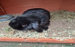 English Lop rabbits for sale: Two Rabbits, unneutured - Image 2