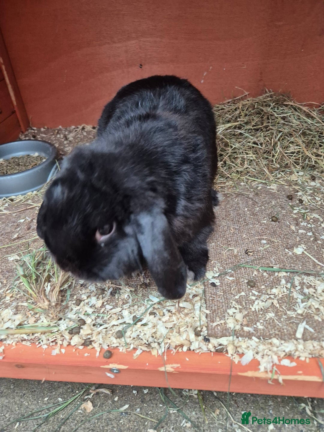 English Lop rabbits for sale: Two Rabbits, unneutured - Image 2