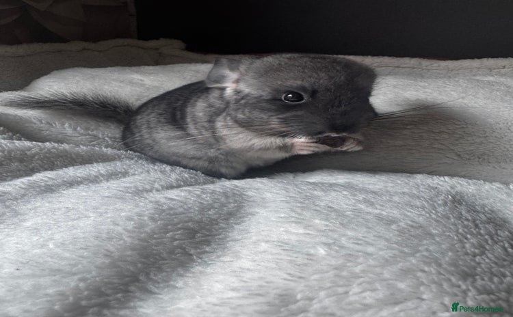 Chinchilla rodents - Advert 2
