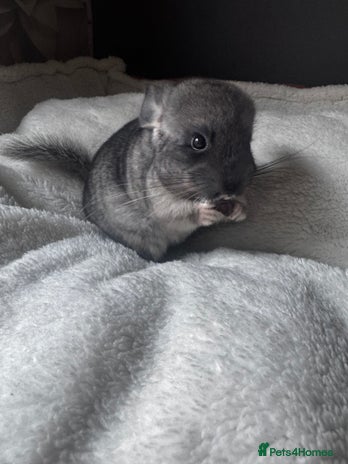 Chinchilla rodents - Advert 2