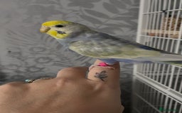 Budgerigars birds for sale: 4 budgies, 2 female 2 male  - Image 3