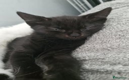 Mixed Breed cats for sale: Lovely mixed breed kittens  - Image 7