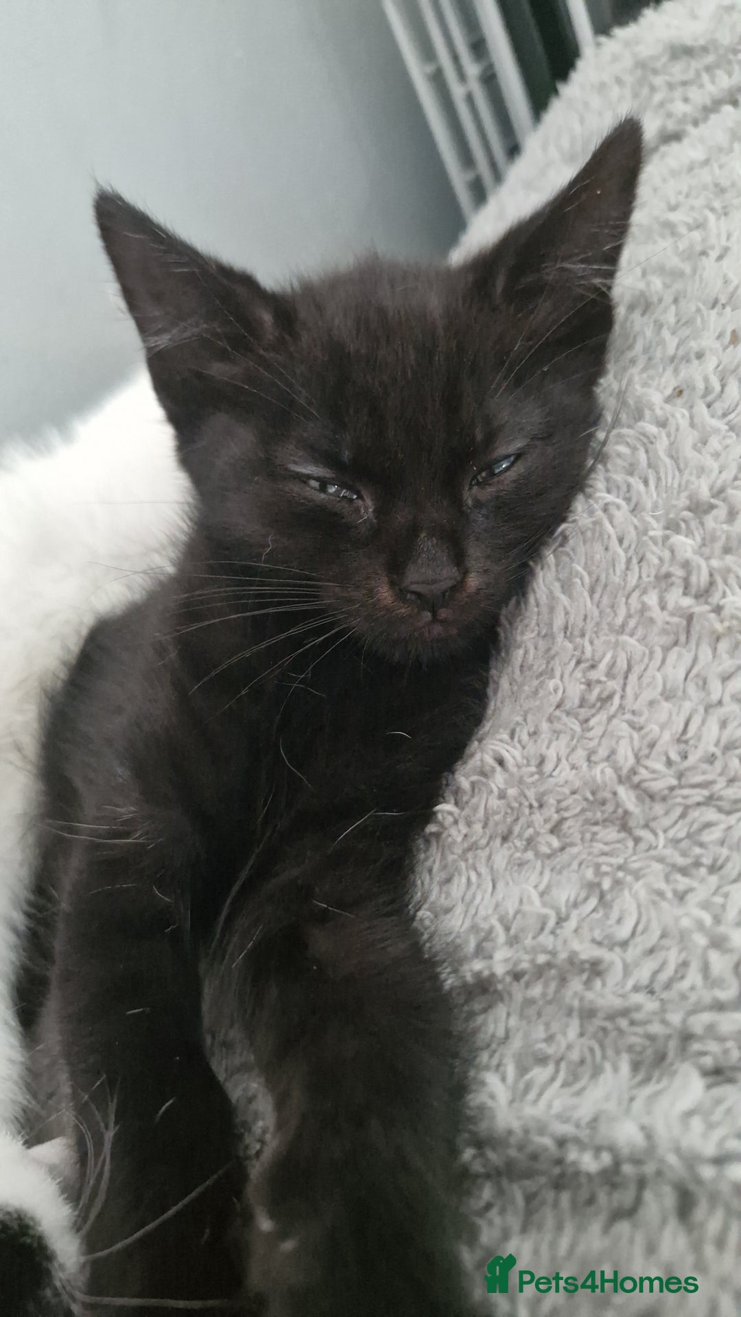 Mixed Breed cats for sale: Lovely mixed breed kittens  - Image 7