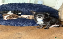 Chihuahua dogs for stud: 2 Super Tiny KC Chihuahua STUDs (Father and son) in Peterborough - Image 8