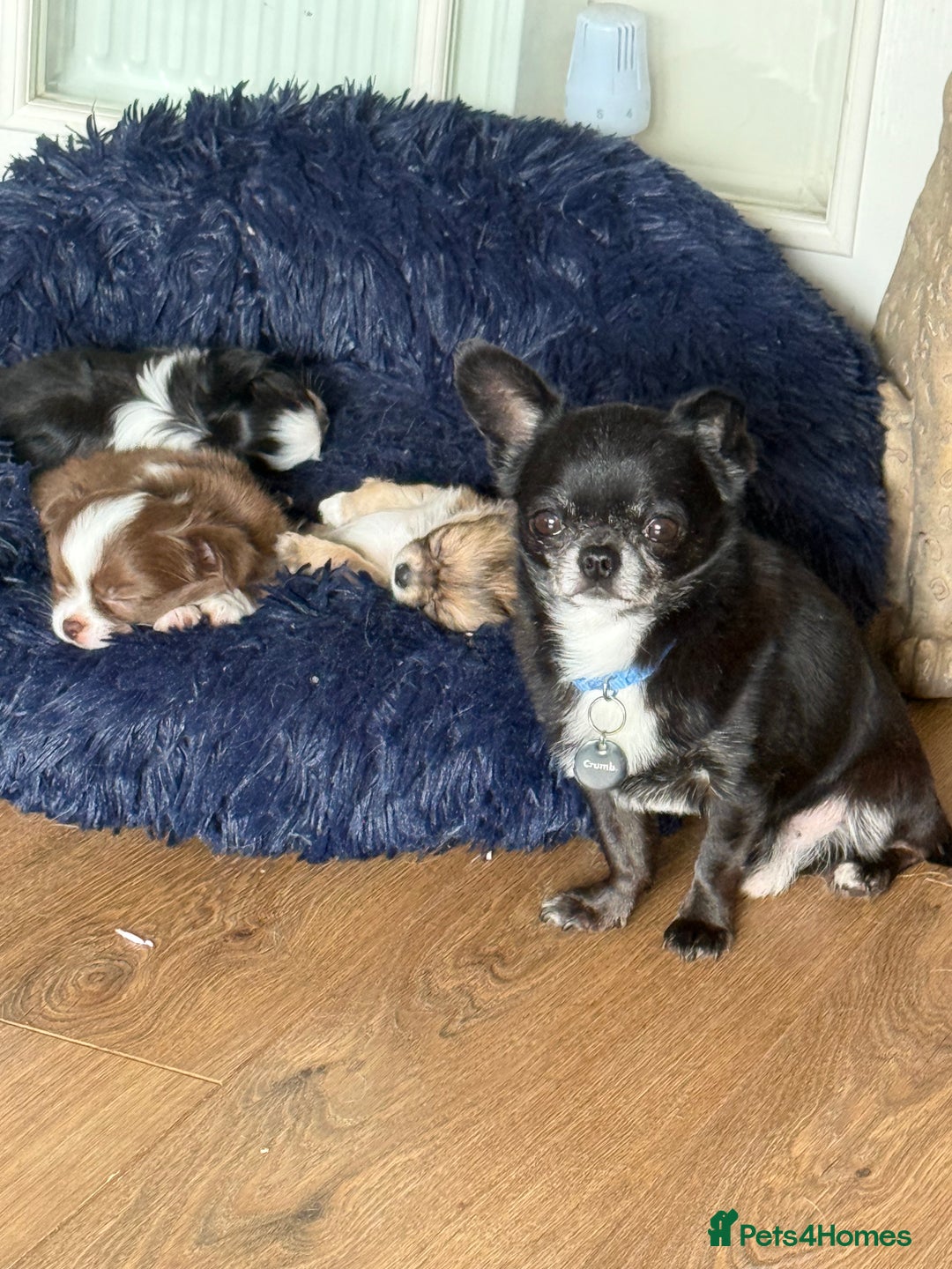 Chihuahua dogs for stud: 2 Super Tiny KC Chihuahua STUDs (Father and son) in Peterborough - Image 8