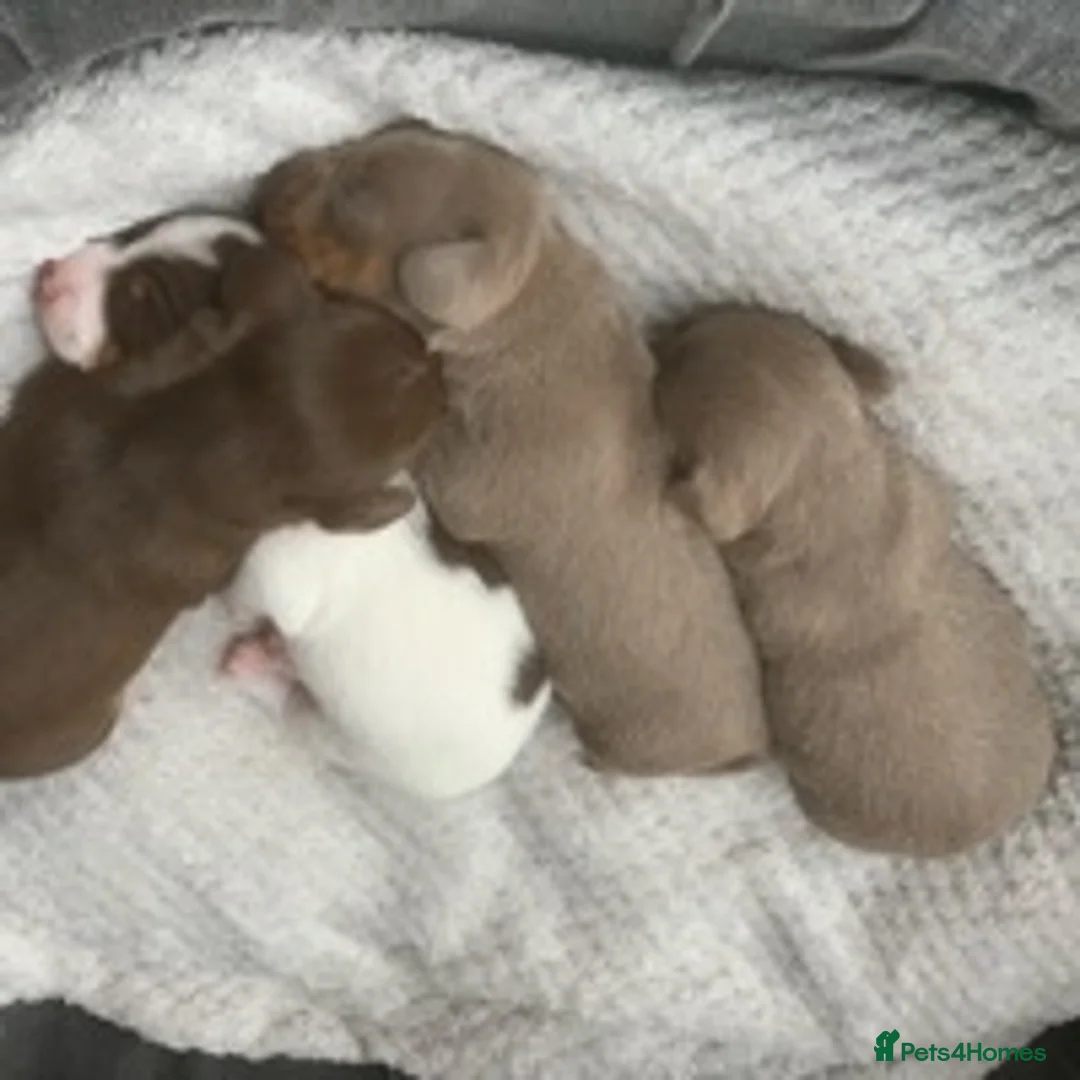 Miniature Dachshund dogs for stud: KC Reg Isabella & tan carrying long hair / pied in Welwyn - Advert 12