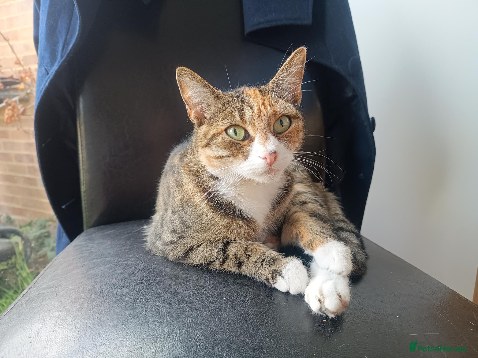 Mixed Breed cats Torbie girl for sale (5yrs) - Advert 6