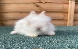 Lionhead rabbits for sale: 2 male left. 6 females  - Image 21