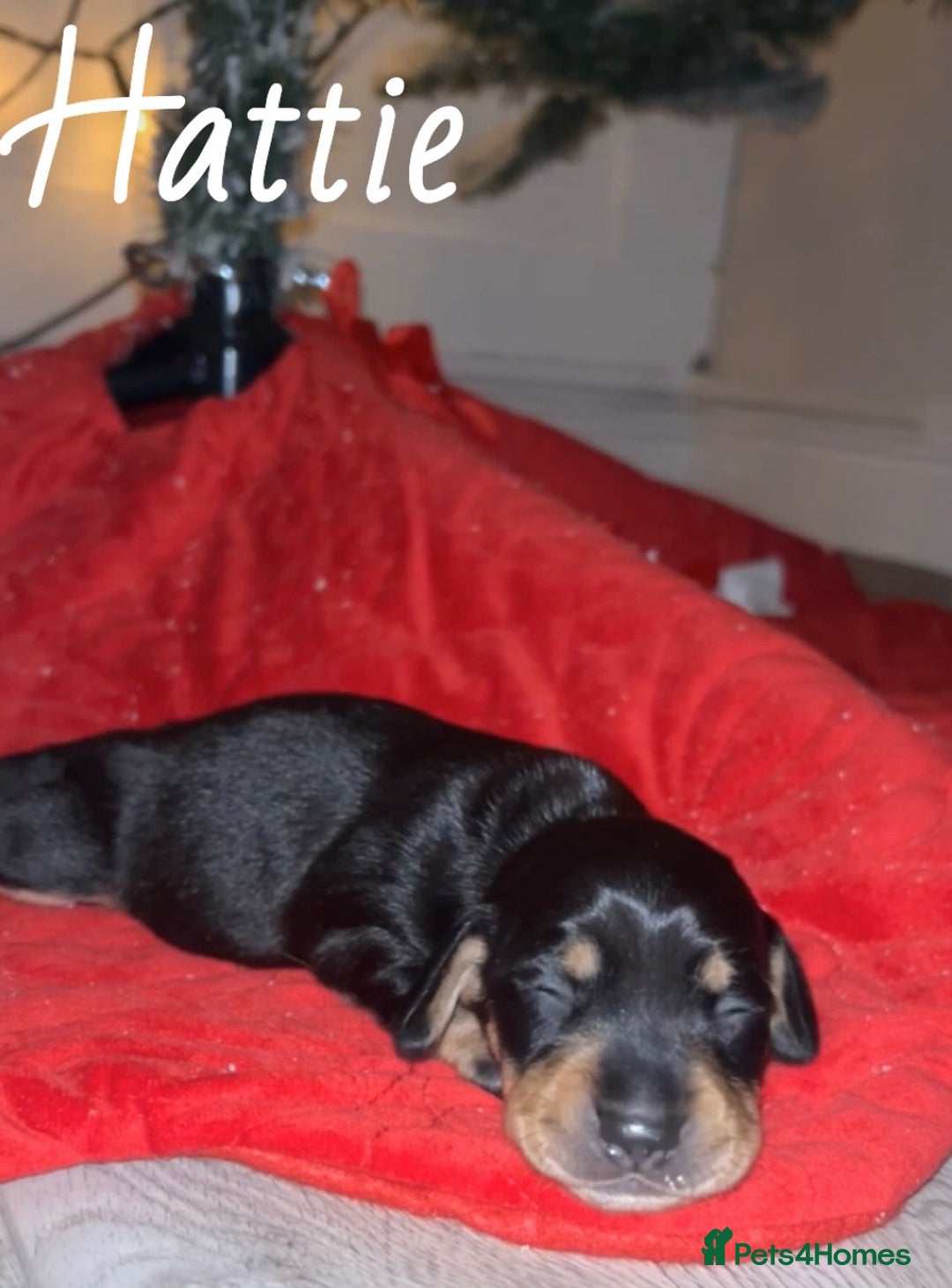 Miniature Dachshund dogs for sale: miniature dachshunds - Advert 2