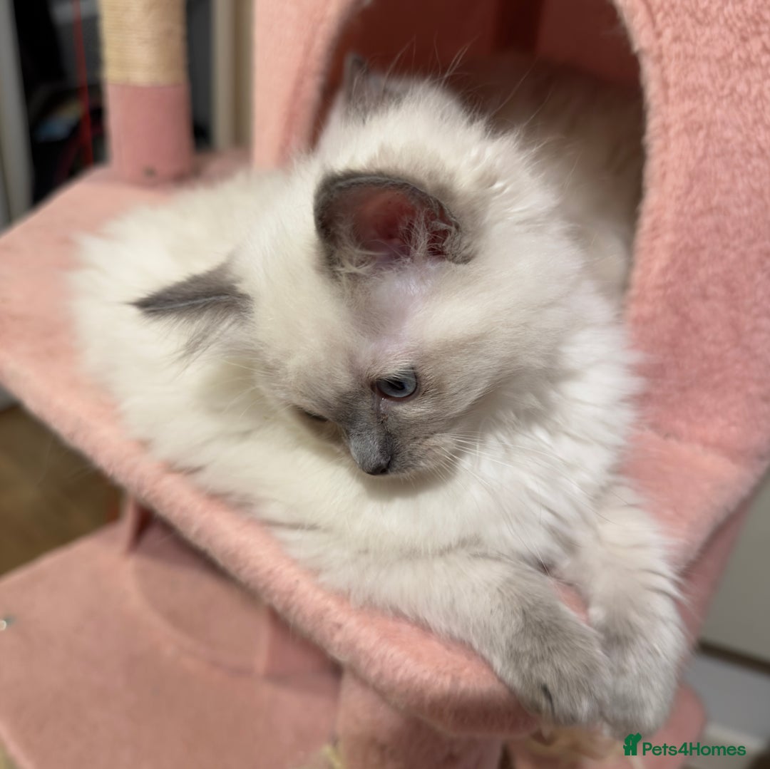 Ragdoll cats for sale: 🐾 Pure Ragdoll Kittens Looking for Loving Homes  - Advert 21