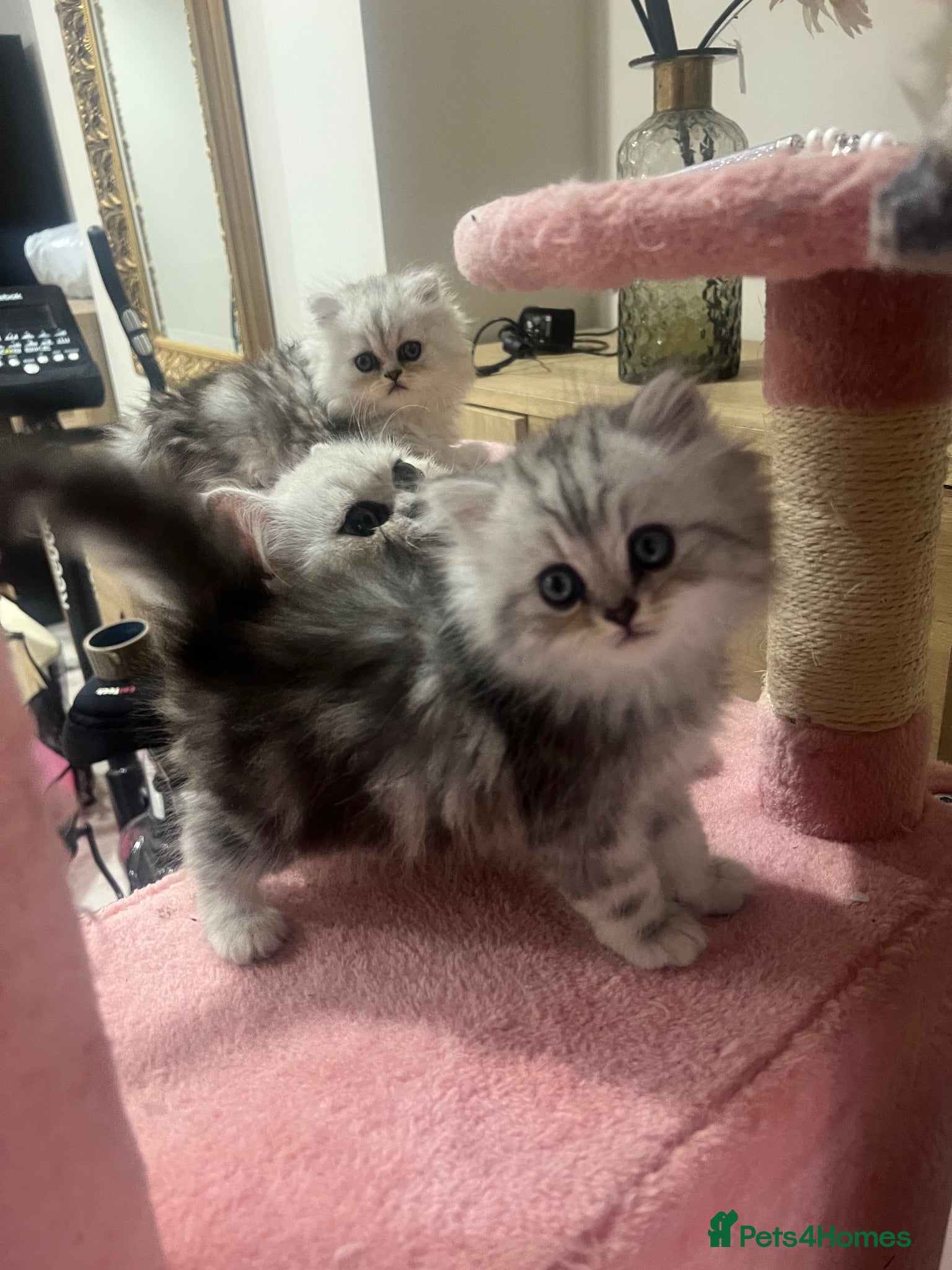 Persian cats Full pedigree silver shaded Persian kittens  - Advert 3