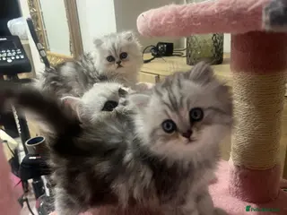 Persian cats Full pedigree silver shaded Persian kittens - Advert 3