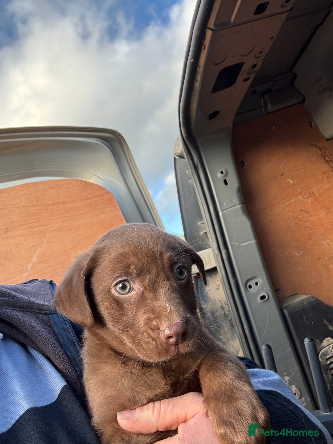 Mixed Breed dogs for sale: 🔥 collie x Labrador pups 🔥 - Advert 15