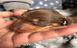 Dachshund dogs for sale: Beautiful dachshund puppies - Image 8