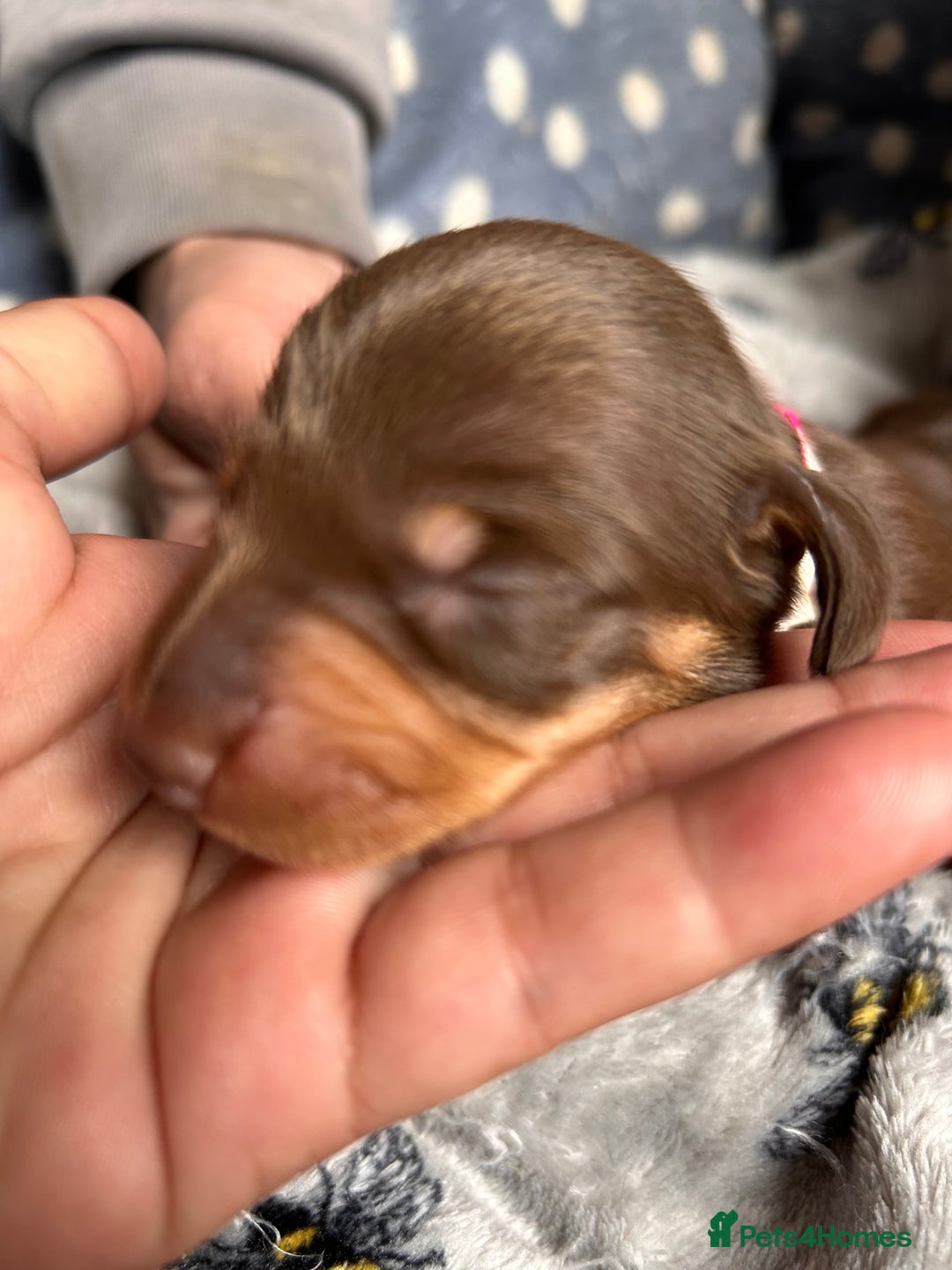 Dachshund dogs for sale: Beautiful dachshund puppies - Image 8