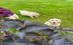 Golden Retriever dogs for sale: Stunning Golden Retriever Pups - Image 10