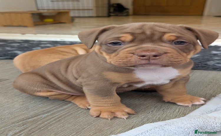 Olde English Bulldogge dogs - Advert 6