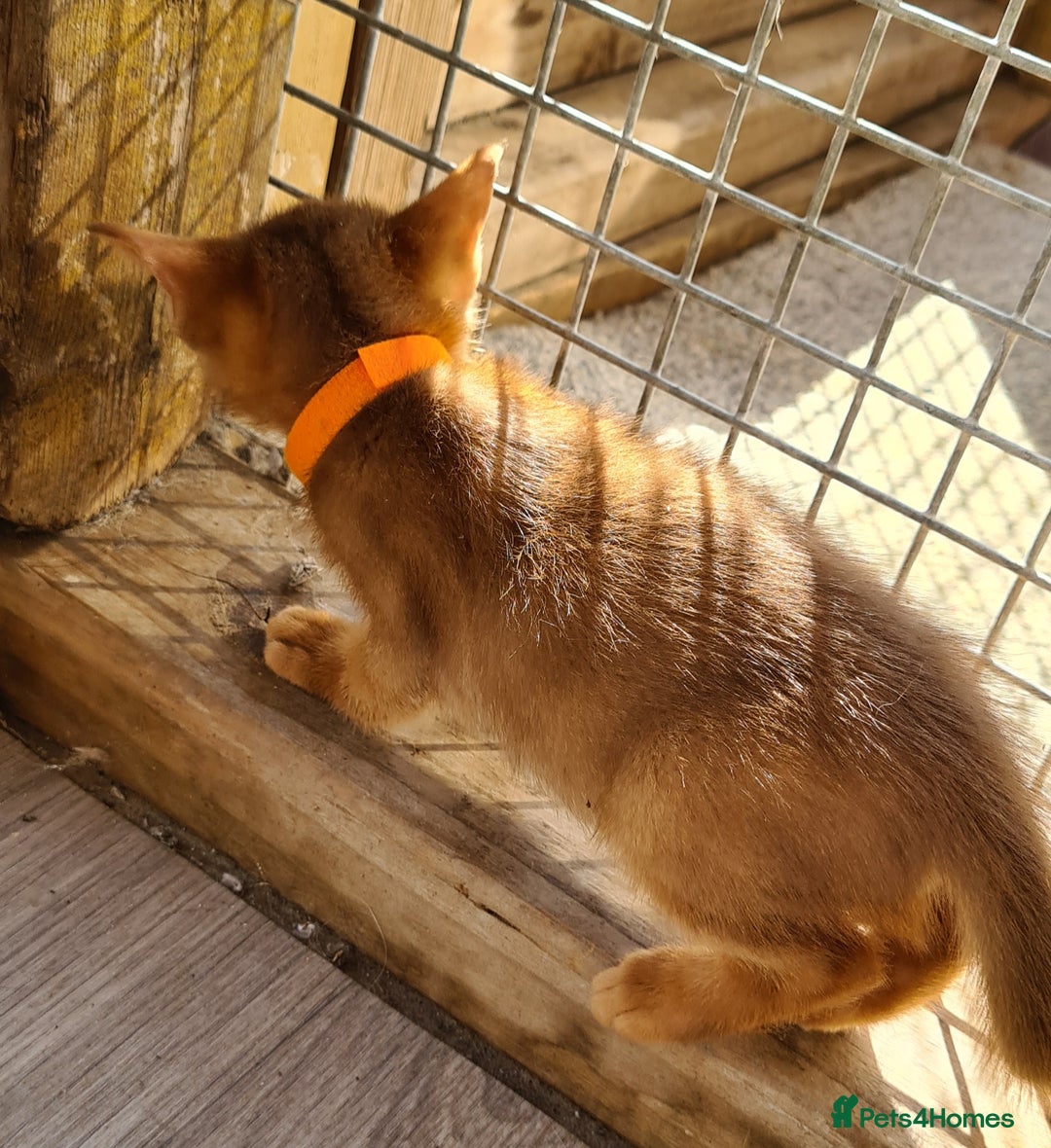 Abyssinian cats for sale: 5 abysinnian pedigree tica registered  - Image 14