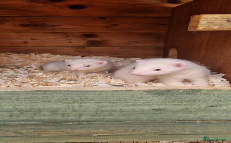 Ferret rodents - Advert 1