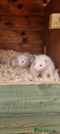 Ferret rodents - Advert 7