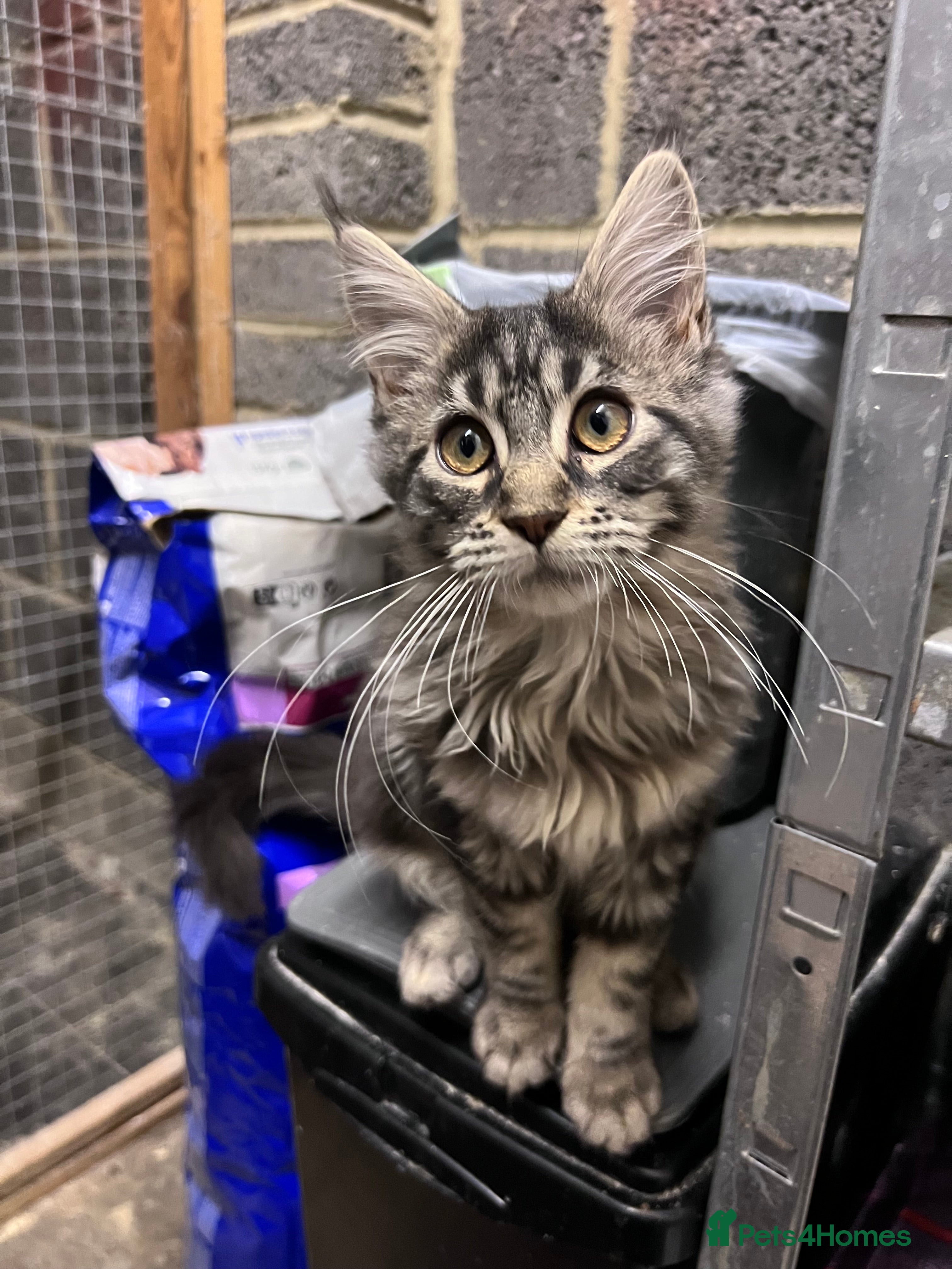 Maine Coon cats “Reduced*Gorgeous pedigree Maine coon kittens  - Advert 3