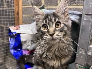 Maine Coon cats “Reduced*Gorgeous pedigree Maine coon kittens - Advert 3